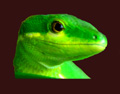 Gecko Logo